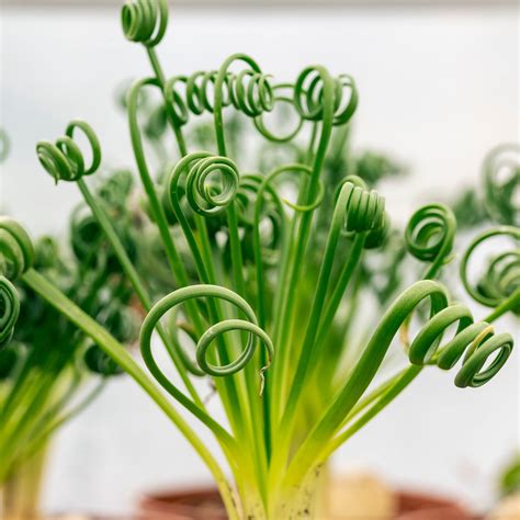 Kapská hviezda (Albuca spiralis)