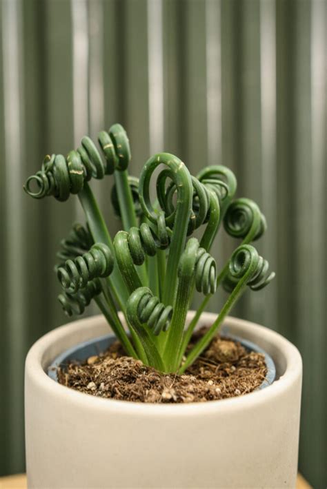 Detail špirálovitých listov Albuca spiralis