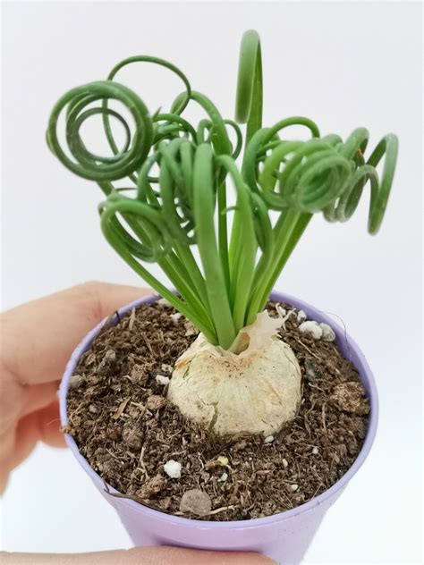 Kvet Albuca spiralis