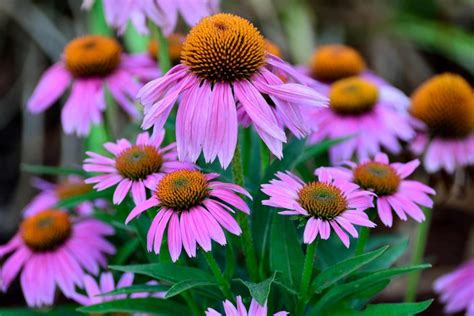 Echinacea purpurea kvitnúce v záhrade