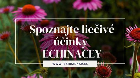 Infografika - Liečivé účinky echinacey