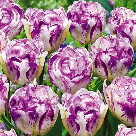 Fialový tulipán