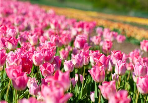Ružový tulipán