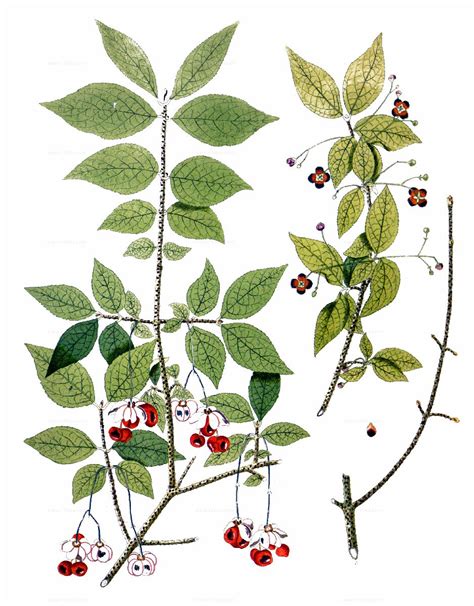 Ilustrácia rôznych liečivých bylín a ich plodov