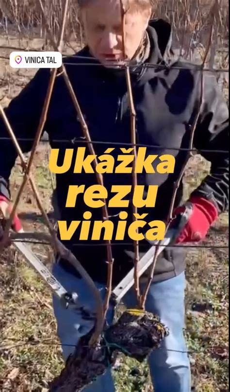 Ukážka správneho rezu vavrínovca