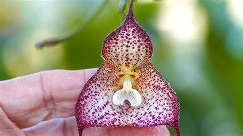 Orchidea Dracula s kvetmi pripomínajúcimi opičie tváre