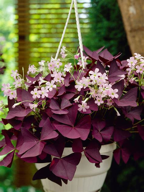 Oxalis triangularis s fialovými listami pripomínajúcimi motýle