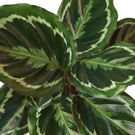 List Calathea roseopicta ‘Medallion’ s ružovou spodnou stranou
