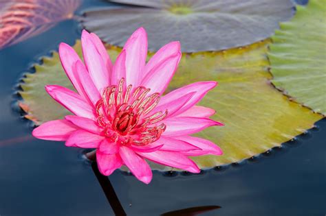 Lotos indický (Nelumbo nucifera)