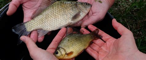 Porovnanie karasa striebristého a kapra