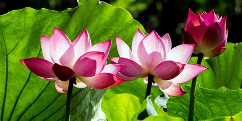 Symbol lotosového kvetu vo východných kultúrach