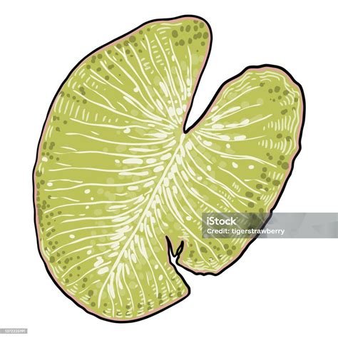 Ilustrácia nanostruktúry povrchu lotosového listu