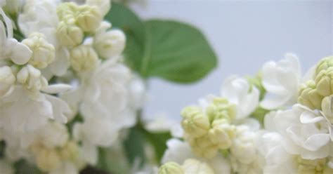 Biely orgován v plnom kvete