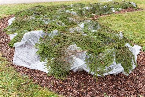 Zimná ochrana kríkov mulčom