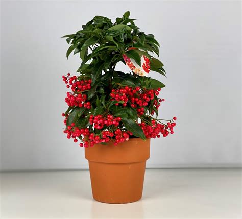 Ardisia crenata 'Bos Premium Red' s červenými bobuľami
