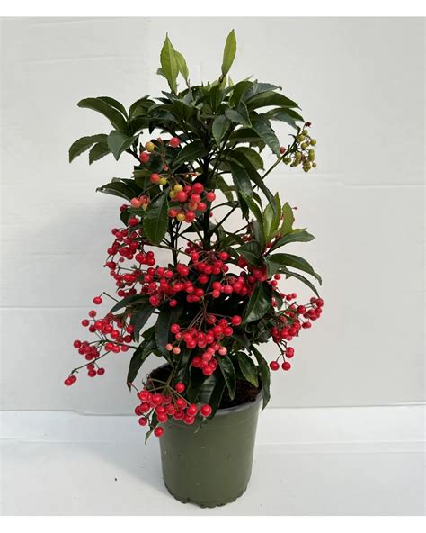 Kvitnúca Ardisia crenata s drobnými bielymi kvetmi