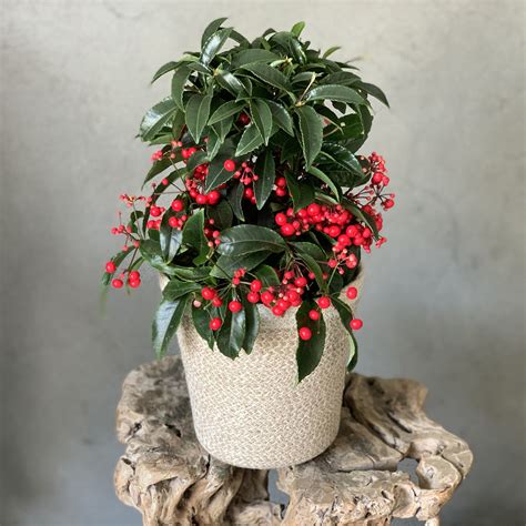 Zdravá Ardisia crenata v interiéri