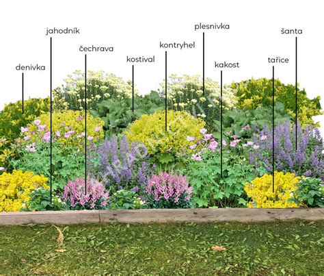 Záhon so slezom maurským