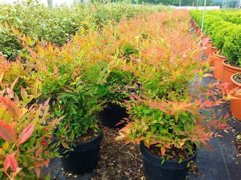 Nandina domáca s červenými plodmi