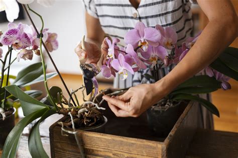 Správne techniky presádzania orchideí
