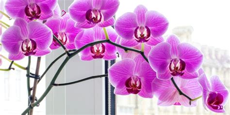 Príznaky chorôb orchideí