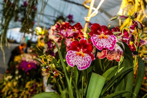 Galéria vzácnych druhov orchideí