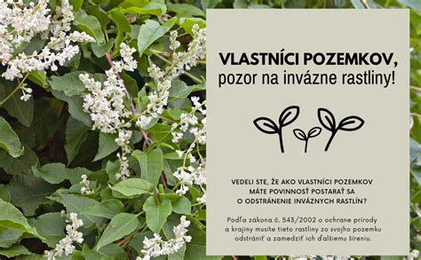 Ilustrácia rozdielu medzi vegetatívnym a generatívnym rozmnožovaním rastlín