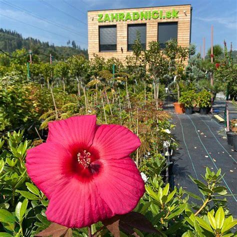 Ibištek ako súčasť živého plota