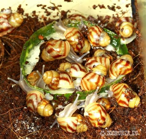 Potrava pre slimáky Achatina reticulata
