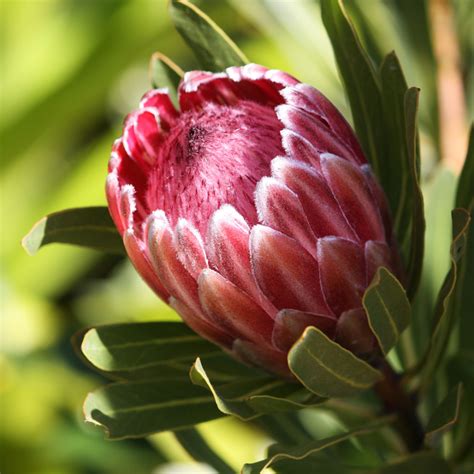 Protea kvetina