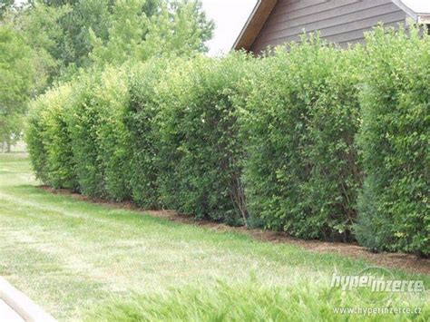 Muchovník ako živý plot