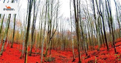 Jesenné sfarbenie muchovníka