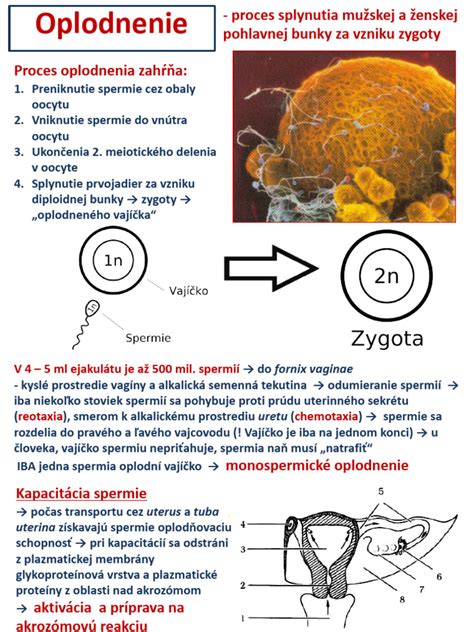 Proces oplodnenia