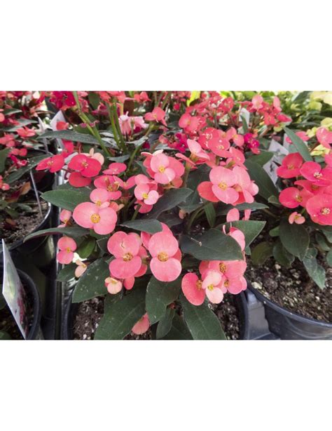 Rôzne farebné kultivary Euphorbia milii