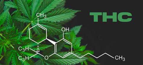 Schéma porovnávajúca účinky CBD a THC