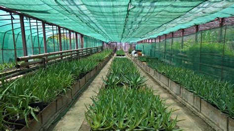 Eduard Kubala s rastlinami Aloe Vera