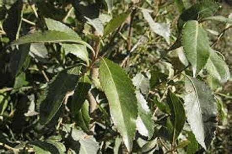 Rastlina Kata Jedlá (Catha edulis)