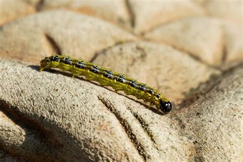 Húsenice vijačky krušpánovej na listoch