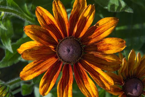 Kvitnúce Třapatky (Rudbeckia)