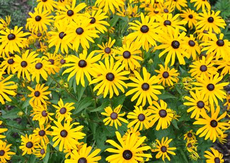 Žltá Třapatka (Rudbeckia fulgida)