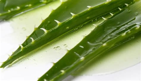 Aloe vera a jej benefity pre pokožku