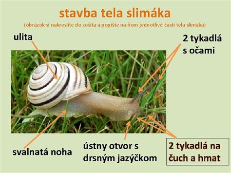 Obrázok slimáka na rastline