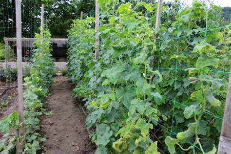 Schéma tvarovania uhorky na vertikálnej opore