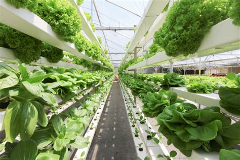 Rôzne typy sietí a konštrukcií pre vertikálne pestovanie