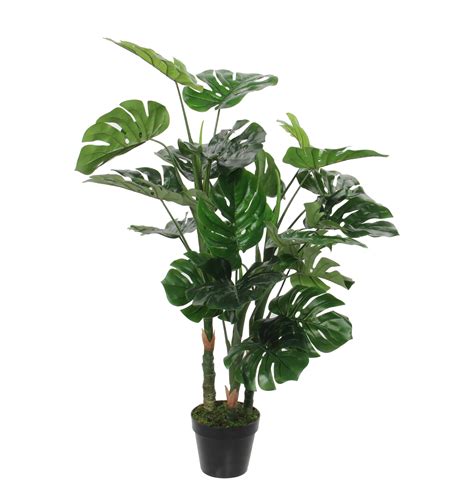 Monstera s krásnymi zelenými listami