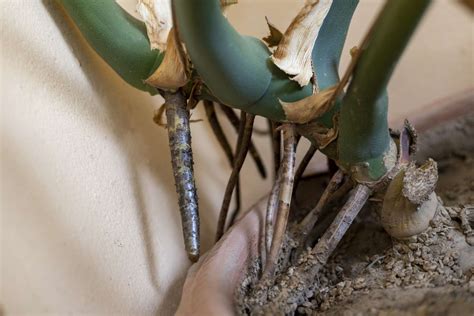 Monstera s preliatymi koreňmi