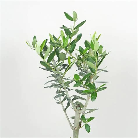 Monstera umiestnená v optimálnych svetelných podmienkach