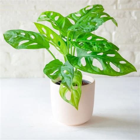 Monstera s pokrútenými listami v dôsledku nízkej vlhkosti