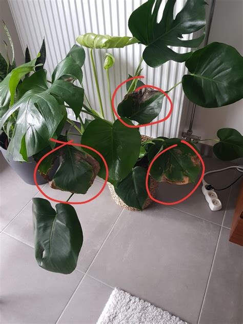 Monstera s hnedými, suchými okrajmi listov