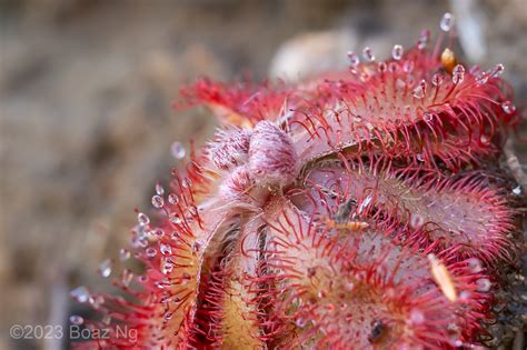 Detail listov rosičky Drosera aliciae s lepkavými kvapôčkami